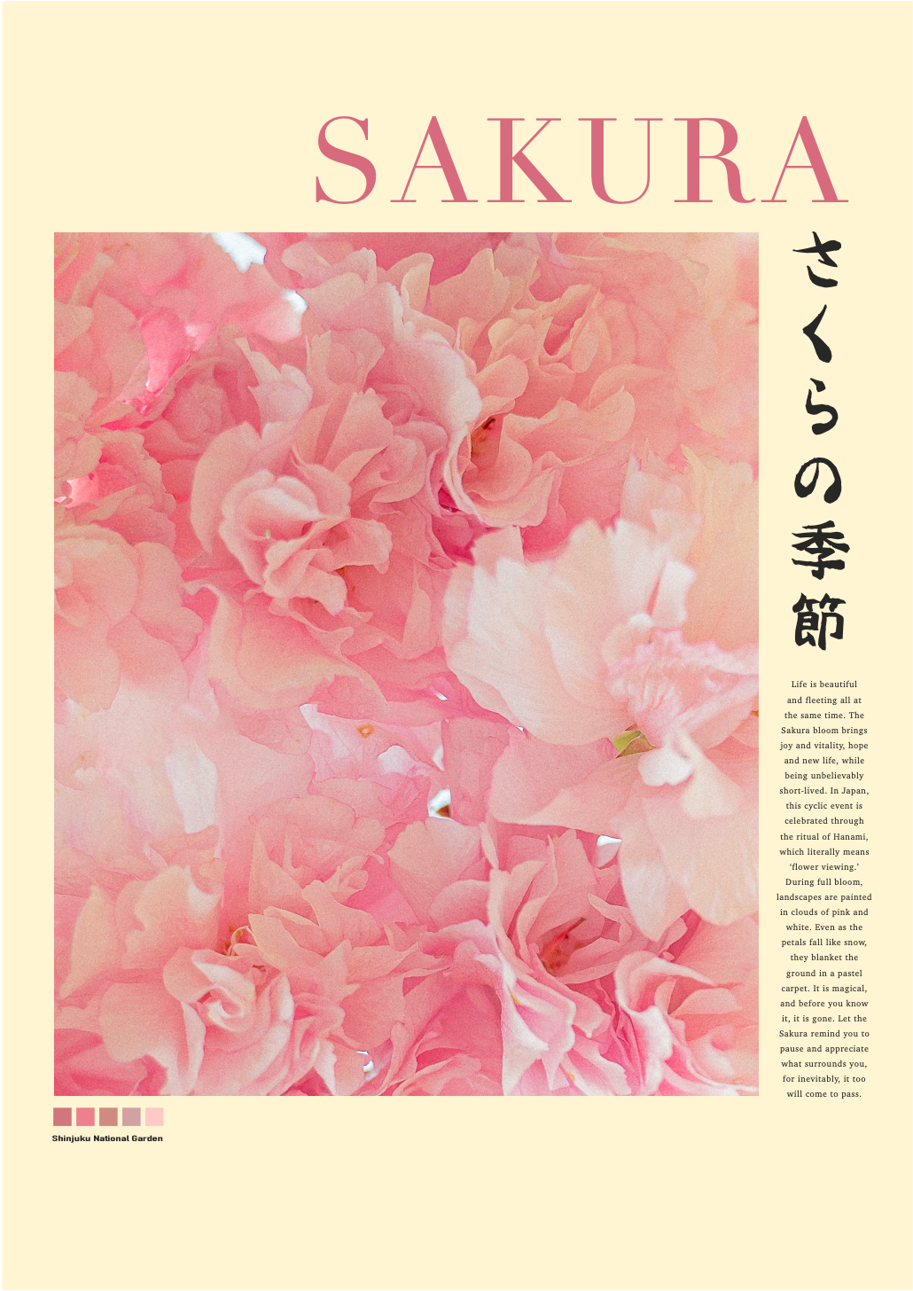 SAKURA